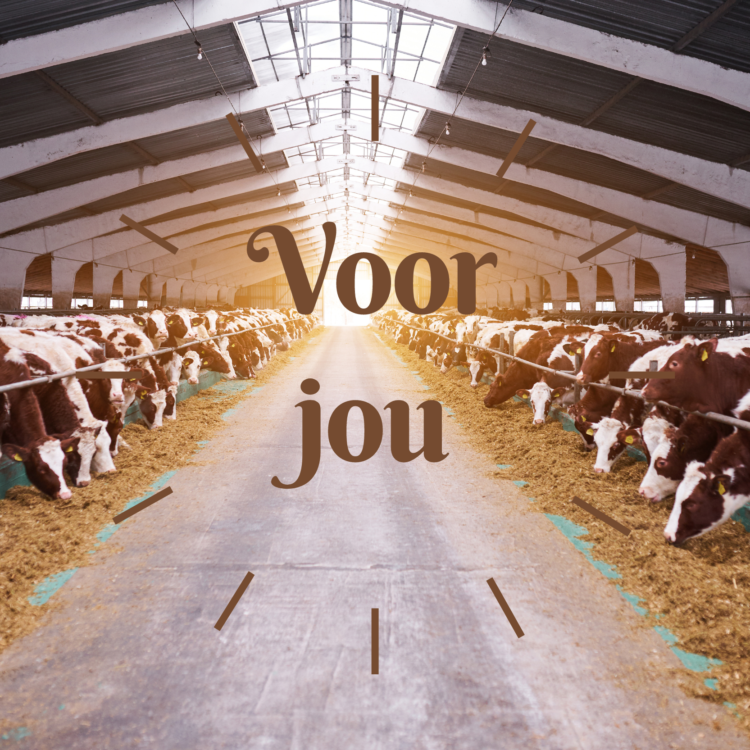 Wenskaart koeien ‘Voor jou!’